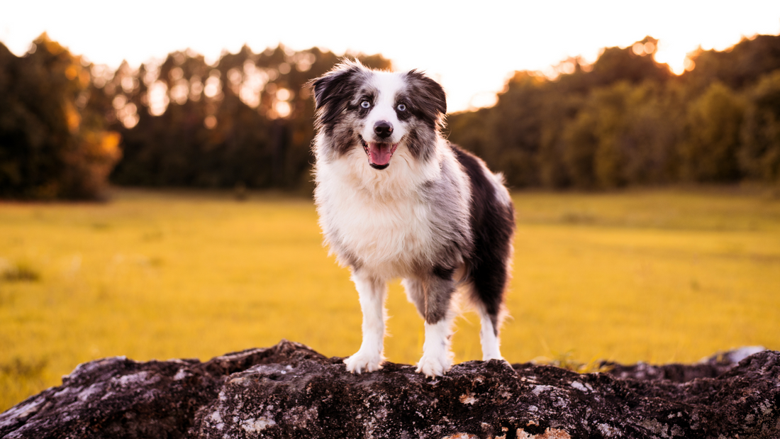 Happy, Healthy Heart: A Guide to Dog Heart Health