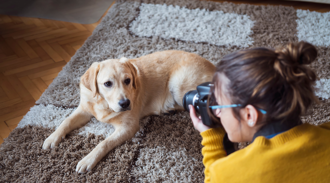 Capturing Your Canine: Tips for Taking Great Pictures of Your Dogs