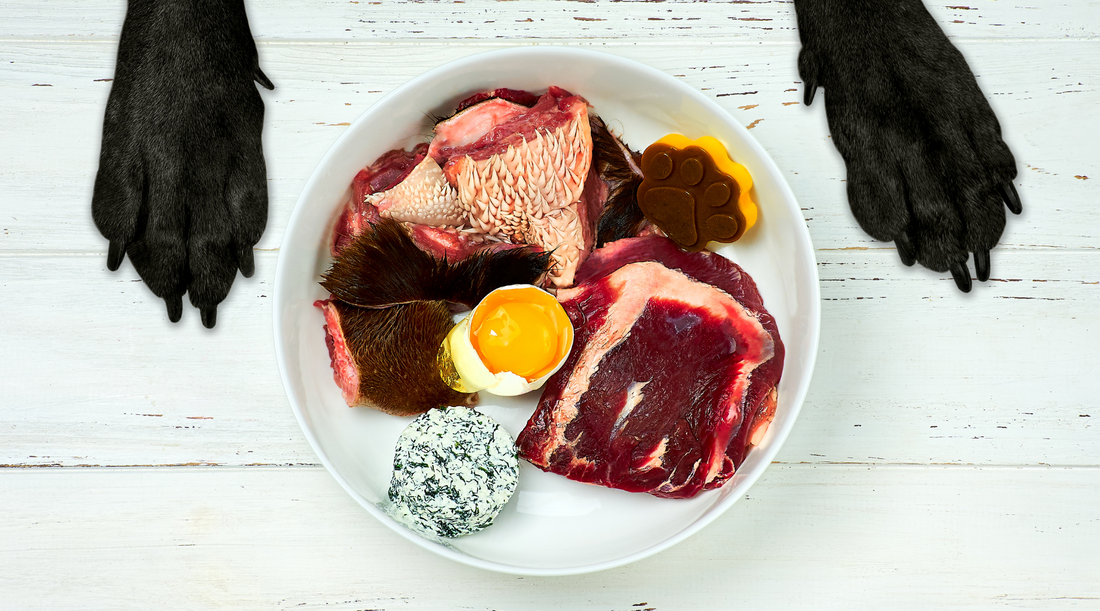 Enhancing Your Dog's Health: Exploring the Raw Diet