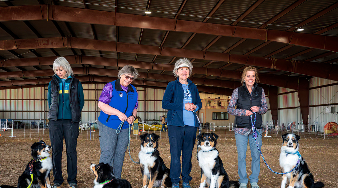 The Best Leashes for Different Dog Breeds: A Complete Guide