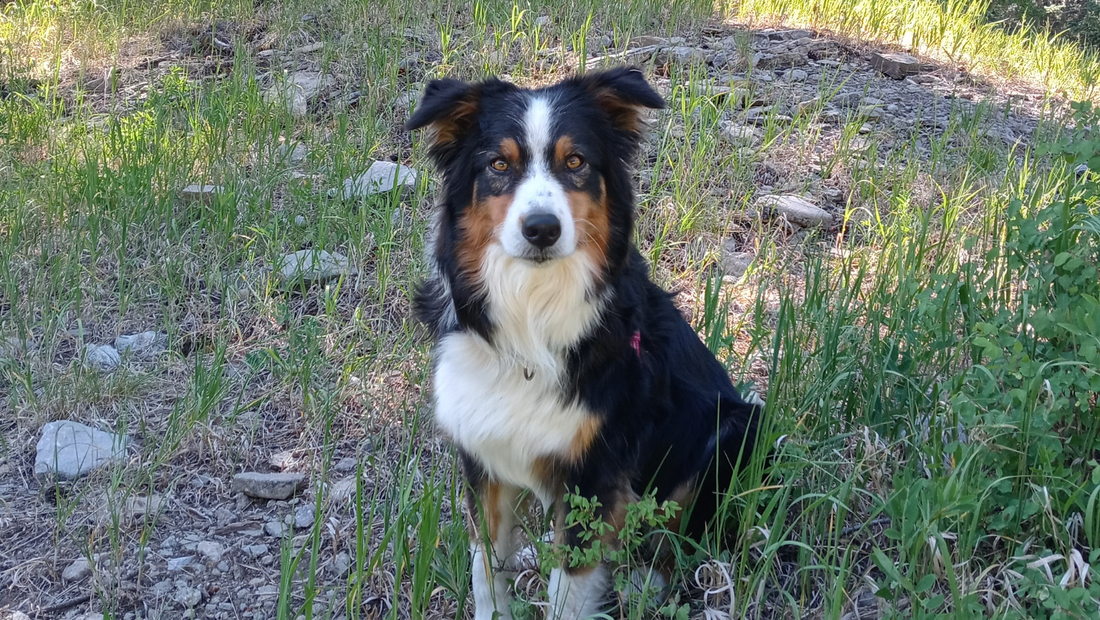 The Ultimate Guide to Hiking with Your Dog