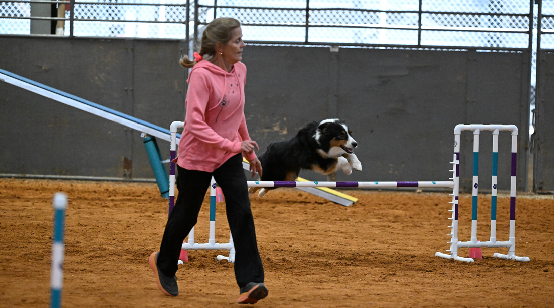 Dog Agility Training – Speed and Skill - gmedia