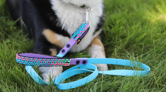 Corgi dog wearing a bright & beautiful leash