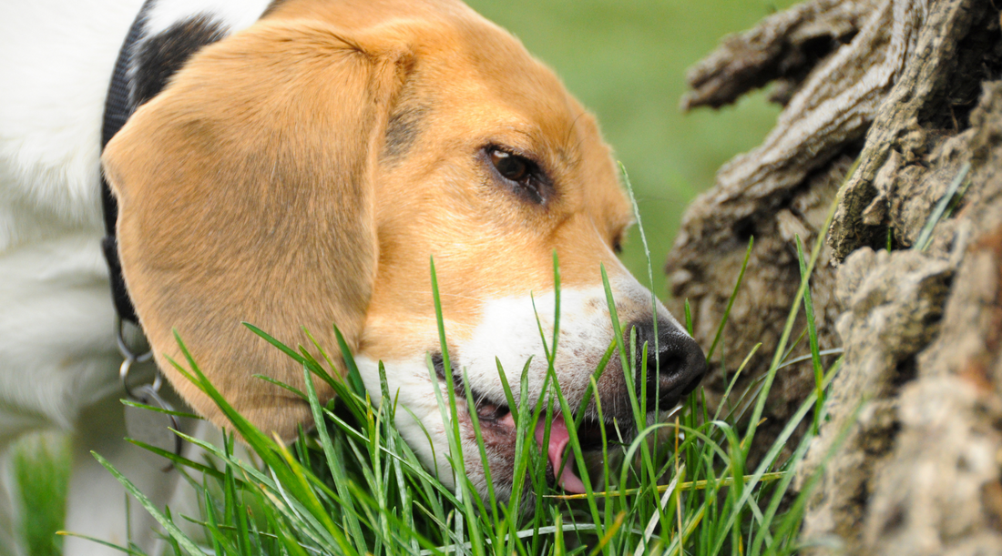 Why Is My Dog Eating Grass?