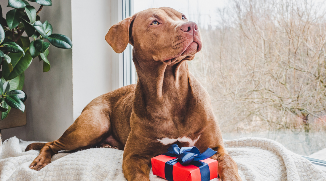 dog laying down with a gift in front of it