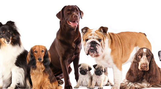 Variety of dogs sitting together