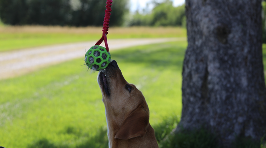 How to Choose the Safest Dog Toys: A Comprehensive Guide