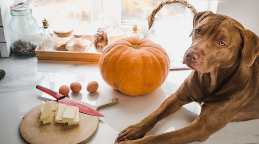 dog lying next to a pumpkin and baking ingredients